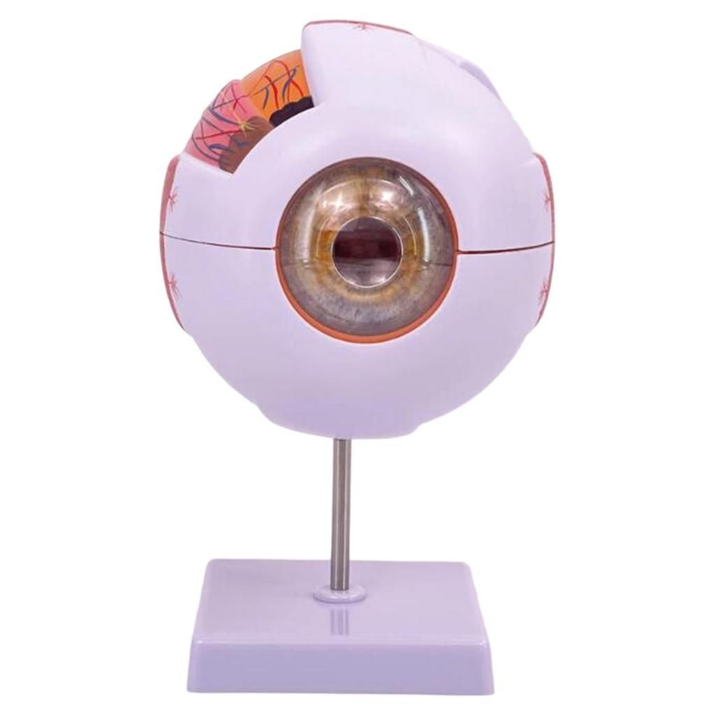แบบจำลองกายวิภาคของดวงตามนุษย์ - Science Exhibition Models บทวิจารณ์และราคา