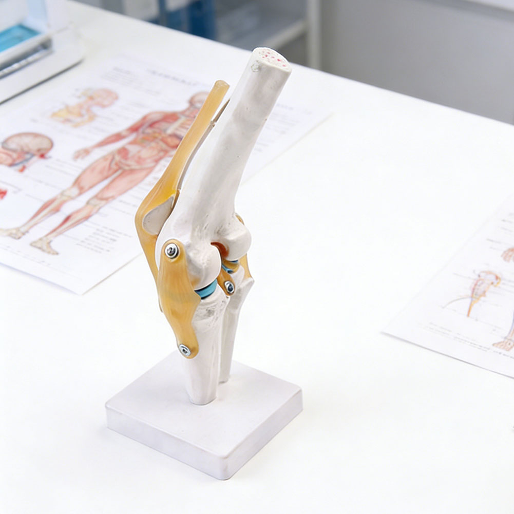 กายวิภาคทางการแพทย์-ข้อเข่ารุ่ - Science Hobbyist บทวิจารณ์และราคา