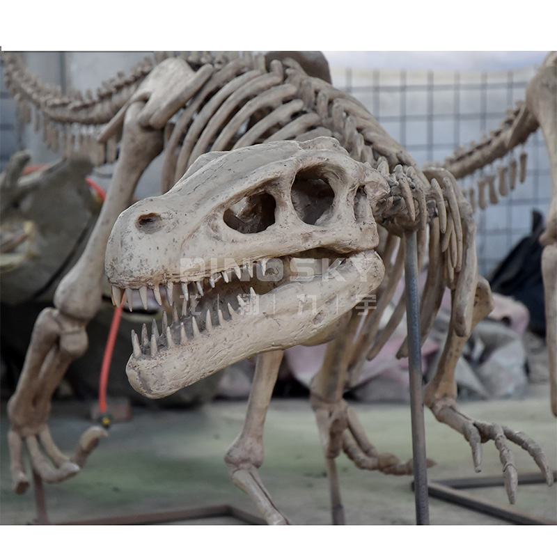 แบบจำลองโครงกระดูกไดโนเสาร์เรซ - Science Exhibition Models บทวิจารณ์และราคา